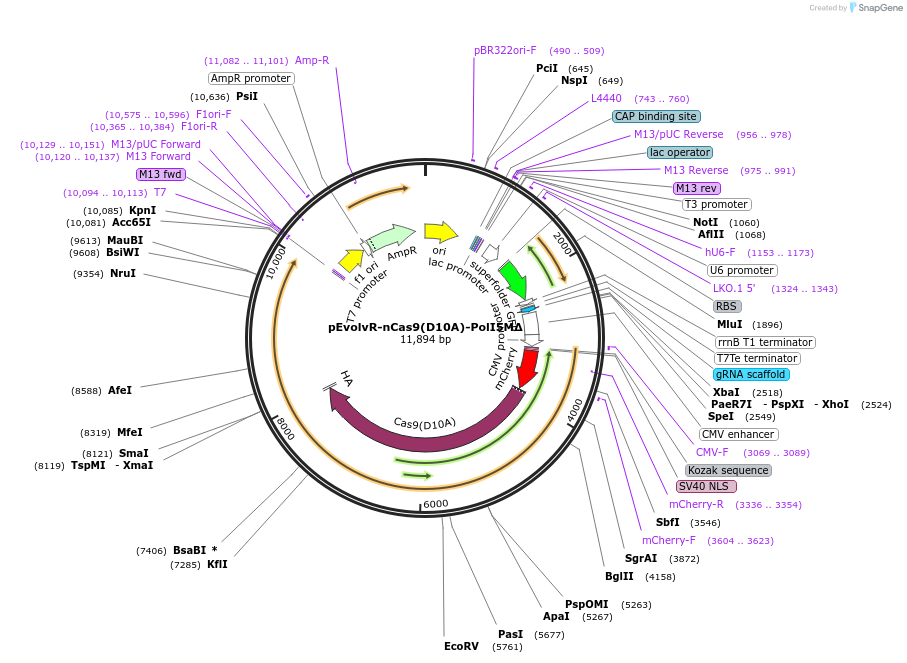 249069-plasmid-map-sequence-id-496321