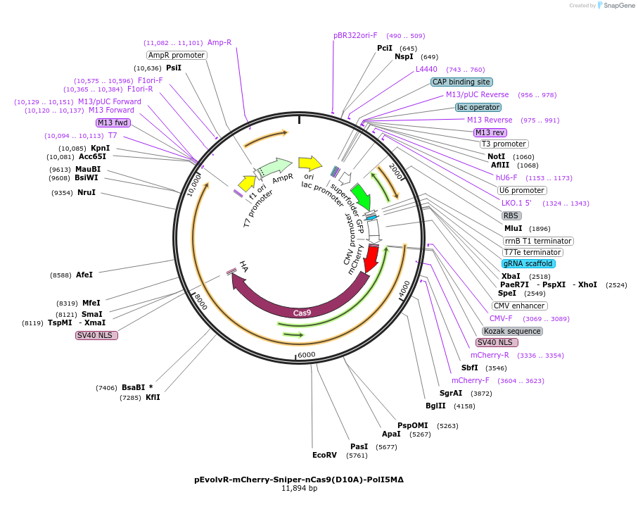 249071-plasmid-map-sequence-id-496323