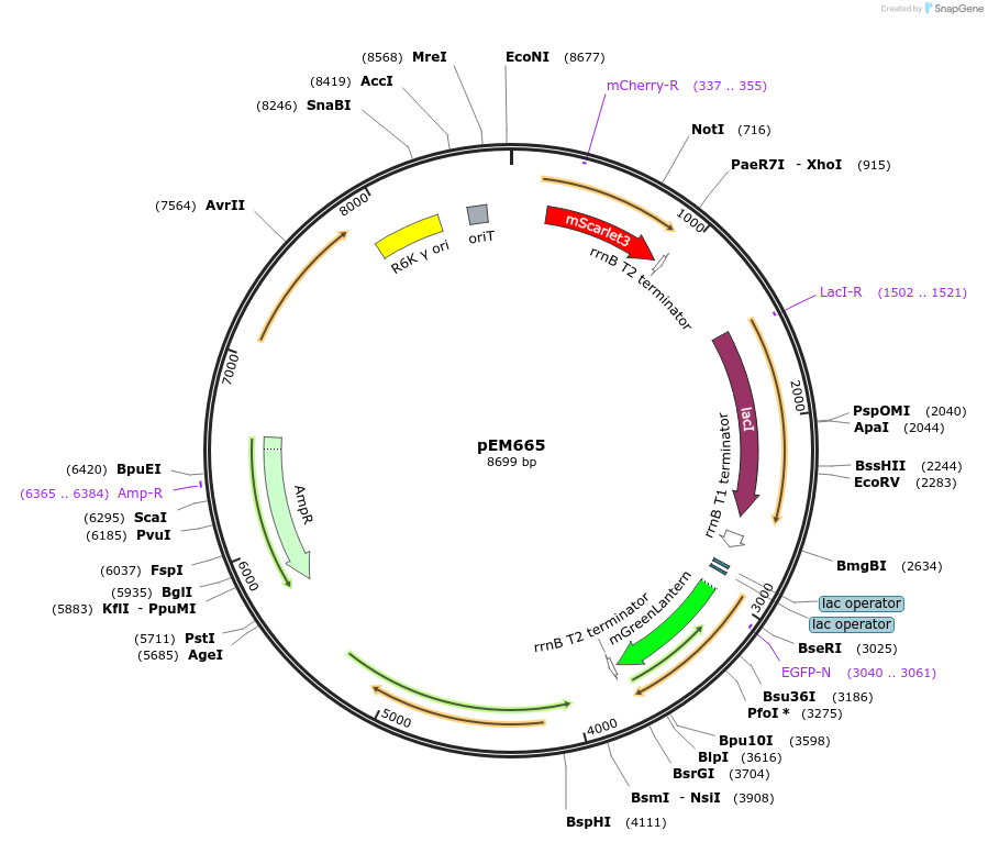 248747-plasmid-map-sequence-id-496325