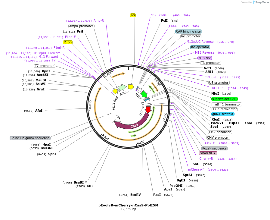 249066-plasmid-map-sequence-id-496327