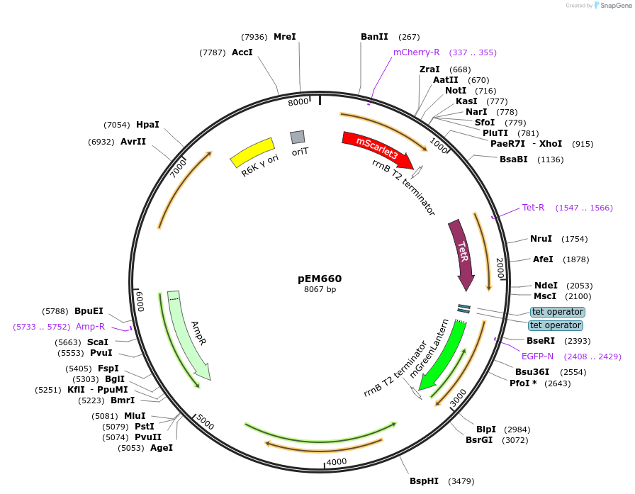 248744-plasmid-map-sequence-id-496328