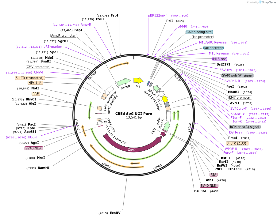 235045-plasmid-map-sequence-id-496329
