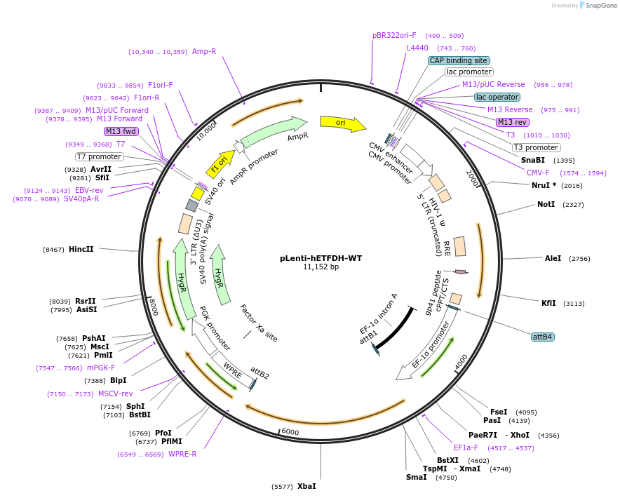 249046-plasmid-map-sequence-id-496333