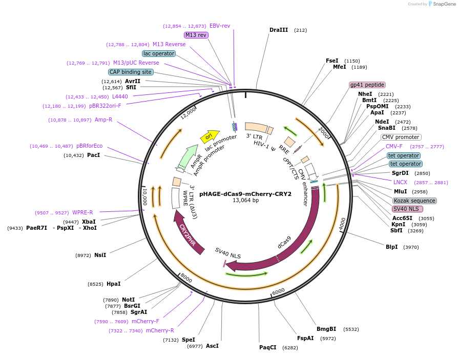 249579-plasmid-map-sequence-id-496340