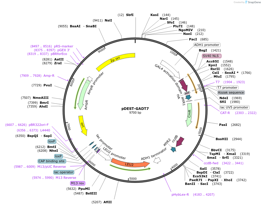 248657-plasmid-map-sequence-id-496341