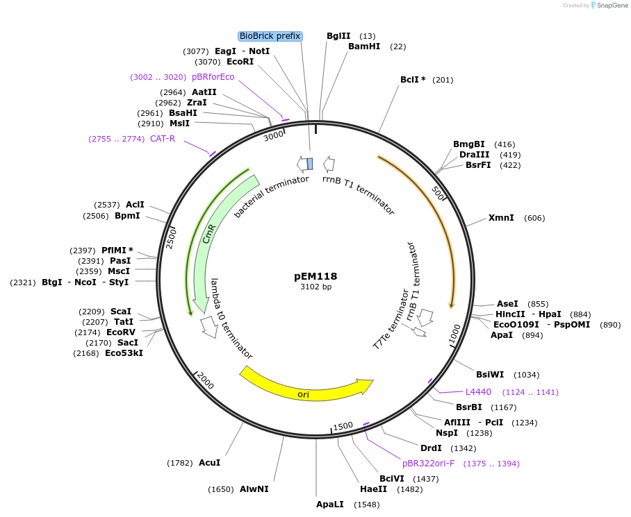 248762-plasmid-map-sequence-id-496344