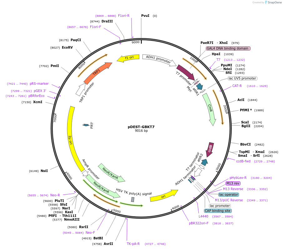 248655-plasmid-map-sequence-id-496354
