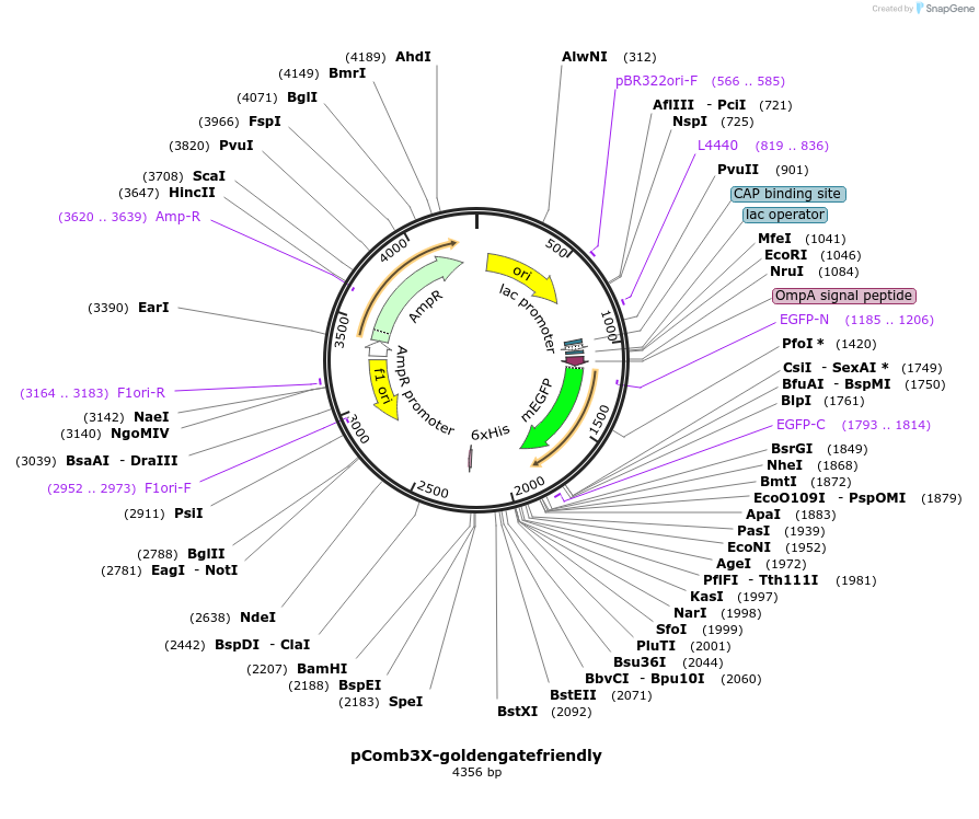 249256-plasmid-map-sequence-id-496358
