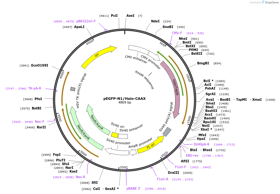 249173-plasmid-map-sequence-id-496360