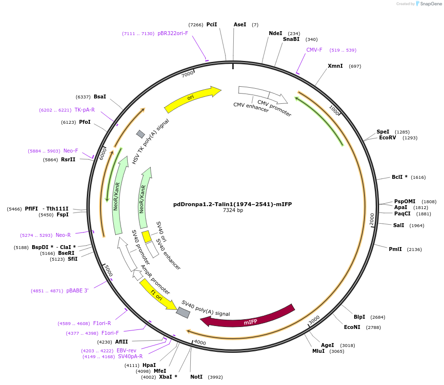 249168-plasmid-map-sequence-id-496361