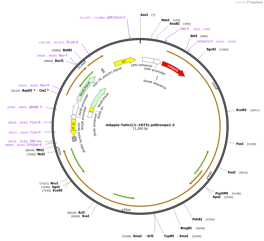 249167-plasmid-map-sequence-id-496362