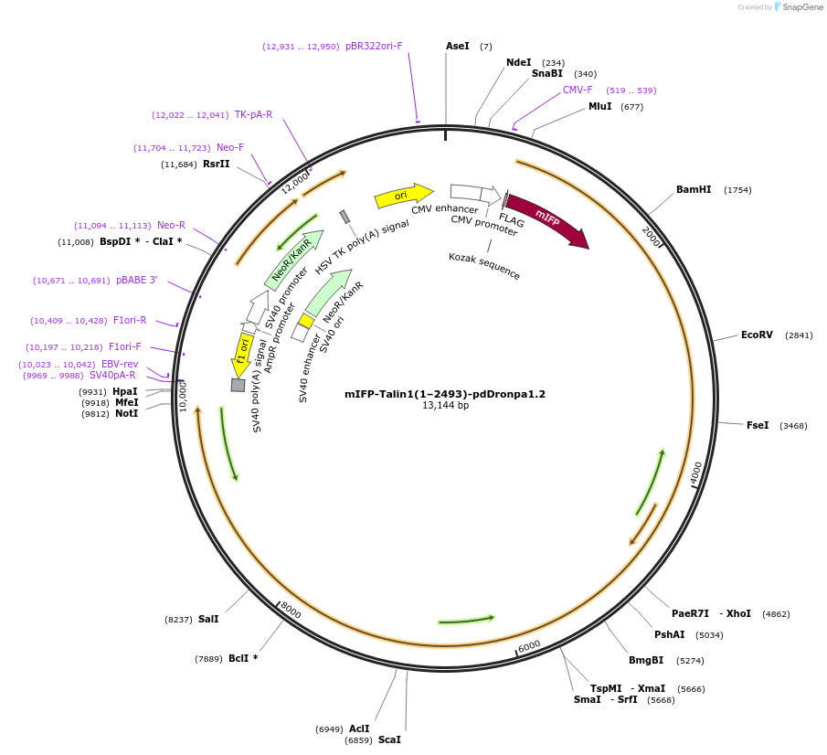 249170-plasmid-map-sequence-id-496363