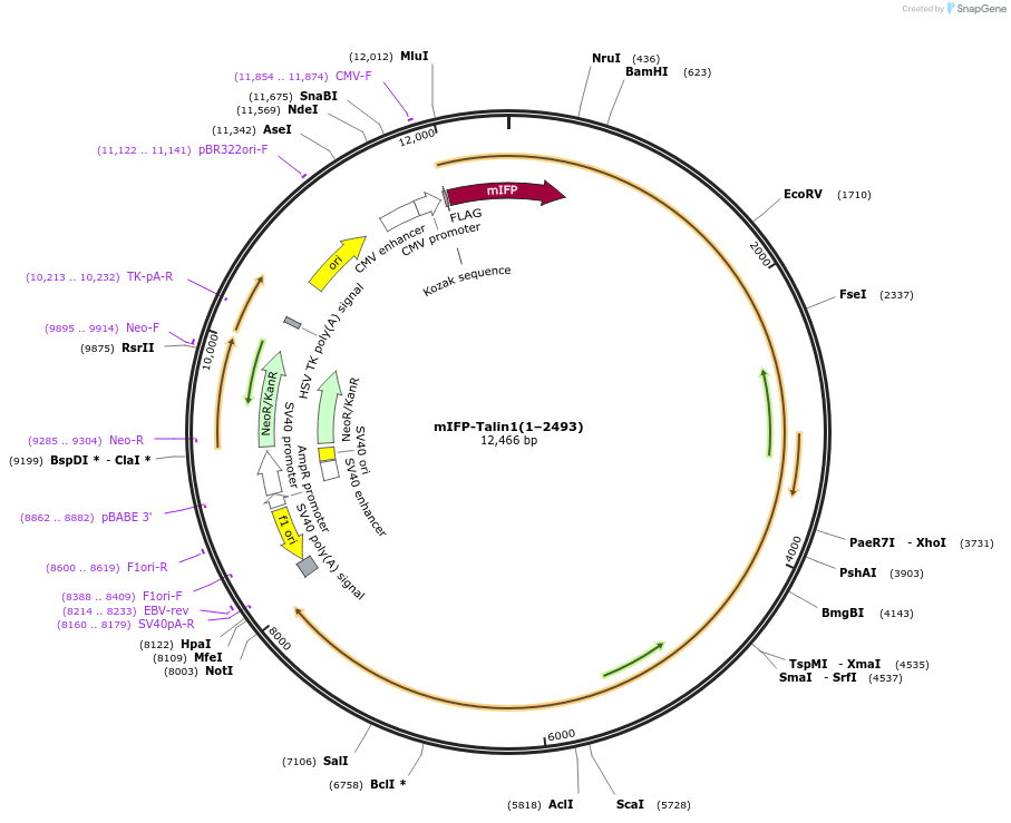 249169-plasmid-map-sequence-id-496364