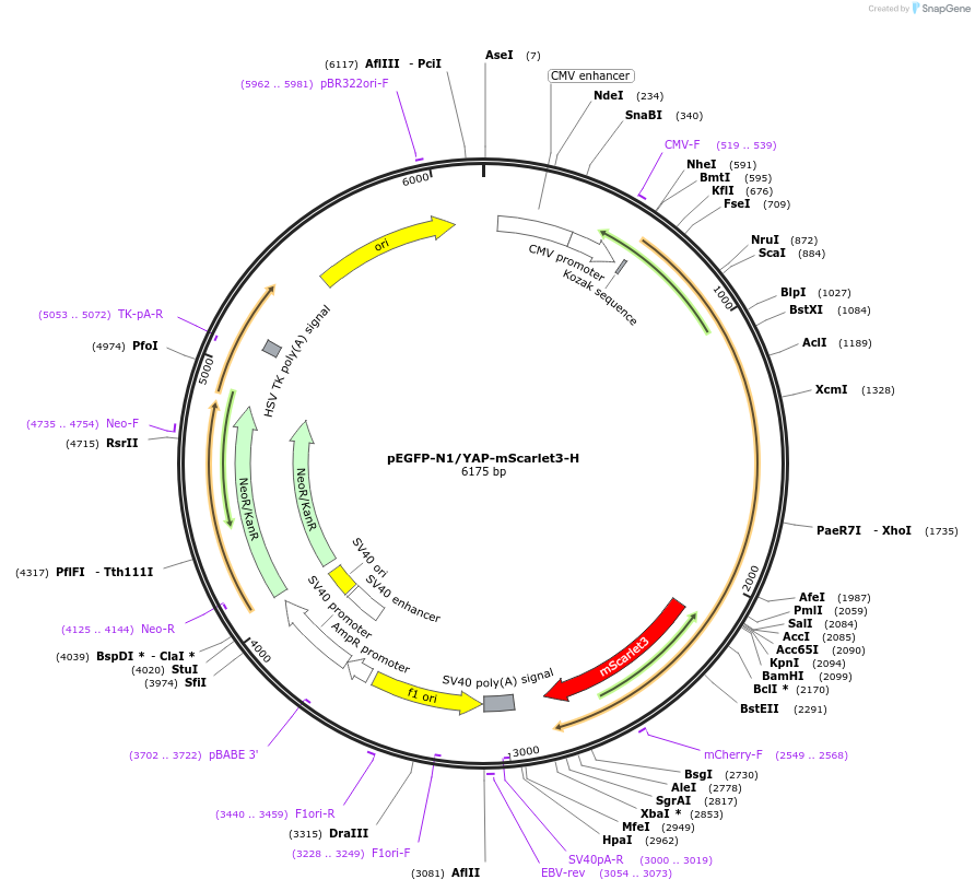 249171-plasmid-map-sequence-id-496365