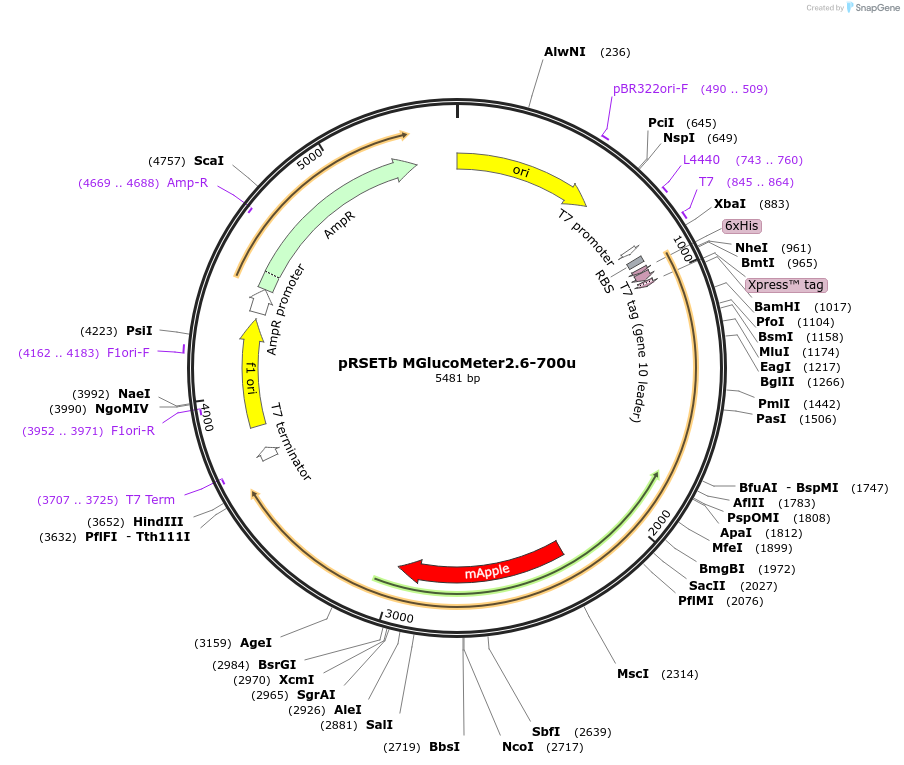 247470-plasmid-map-sequence-id-496368