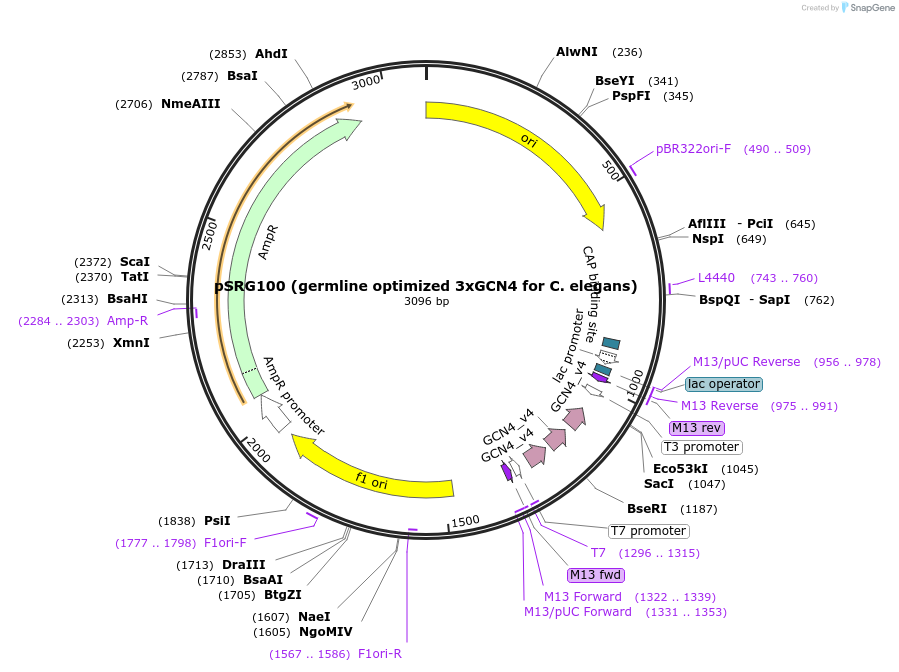 246457-plasmid-map-sequence-id-496369