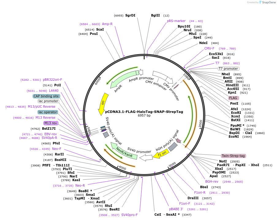 248186-plasmid-map-sequence-id-496371