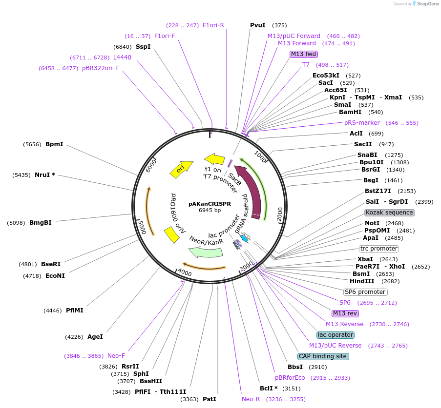 242231-plasmid-map-sequence-id-496372