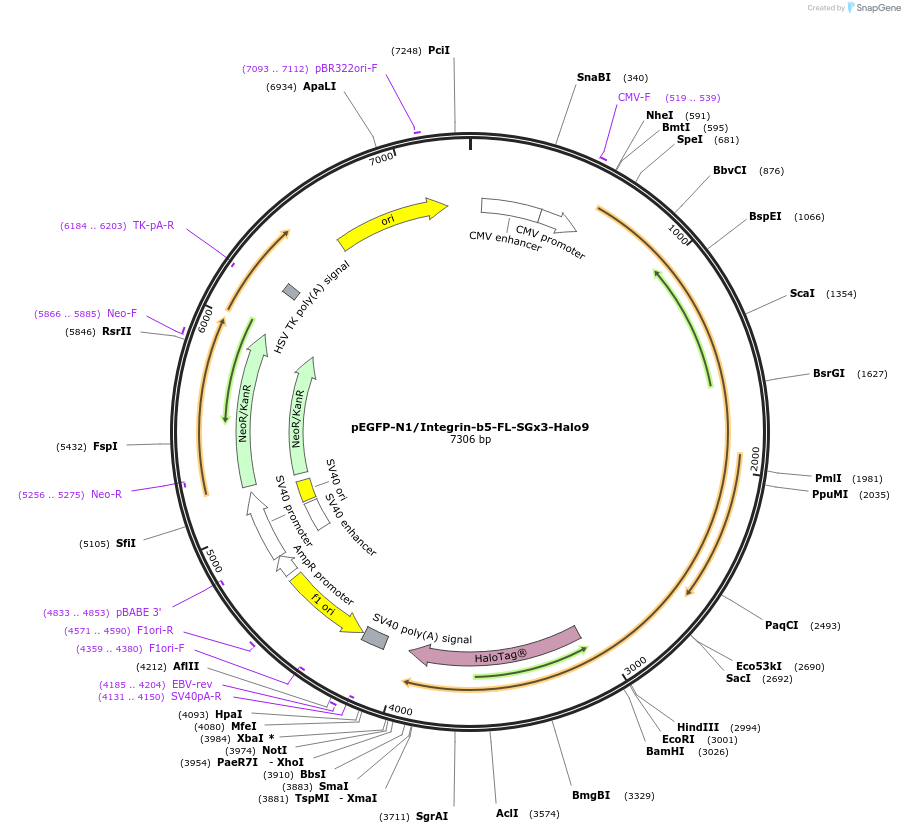 249166-plasmid-map-sequence-id-496373
