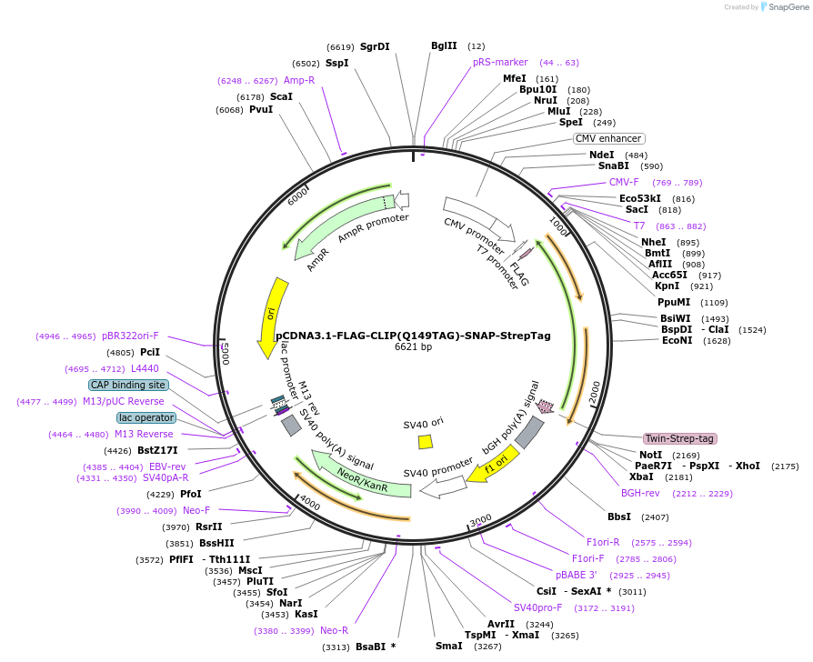 248185-plasmid-map-sequence-id-496376