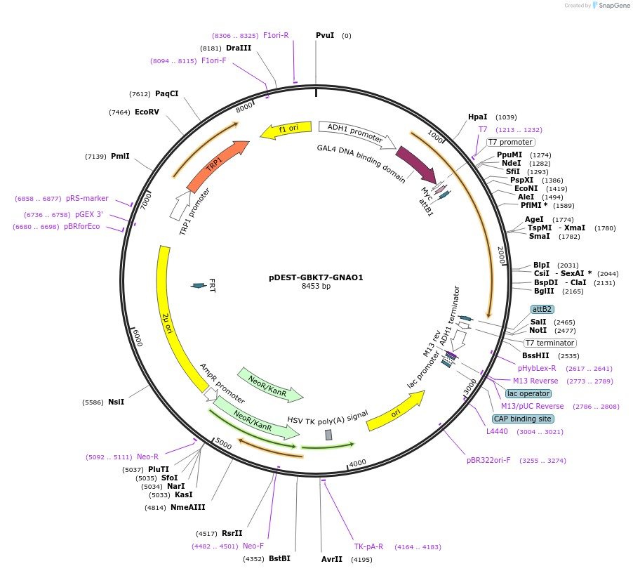 248654-plasmid-map-sequence-id-496378