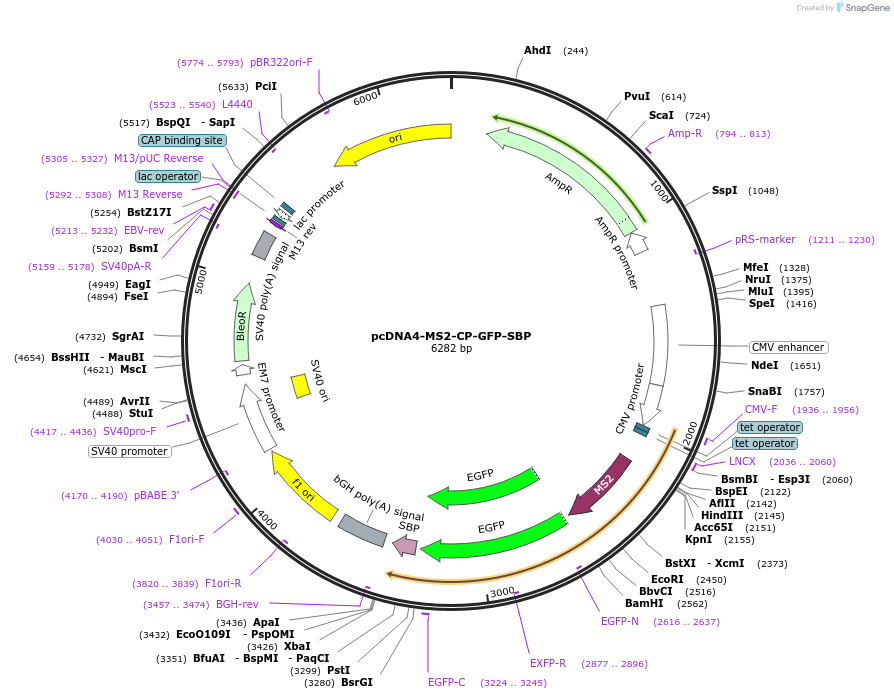 249048-plasmid-map-sequence-id-496380
