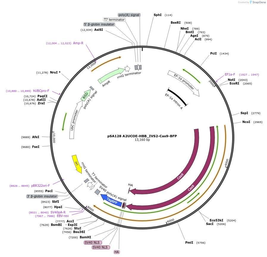 249152-plasmid-map-sequence-id-496394