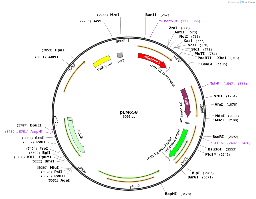 248743-plasmid-map-sequence-id-496395