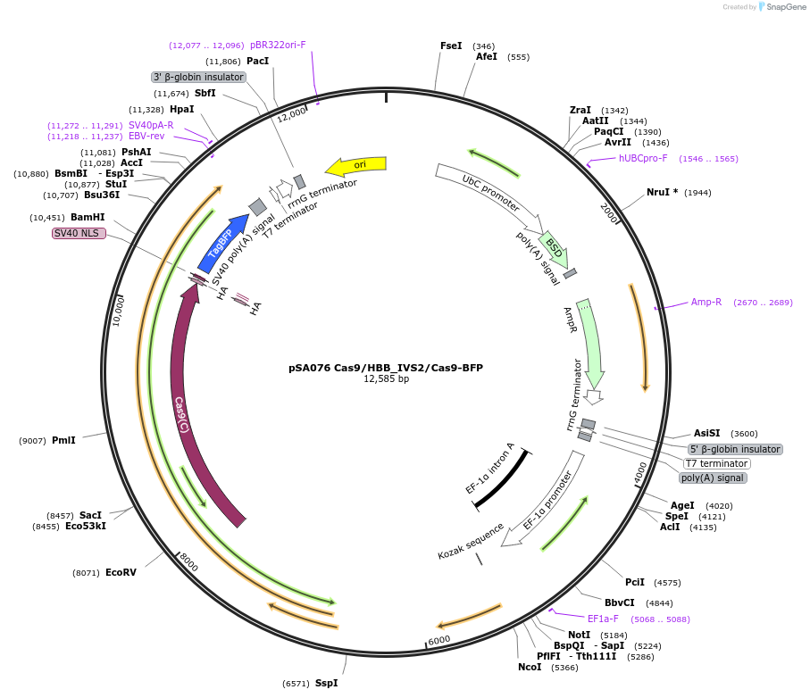 249137-plasmid-map-sequence-id-496396