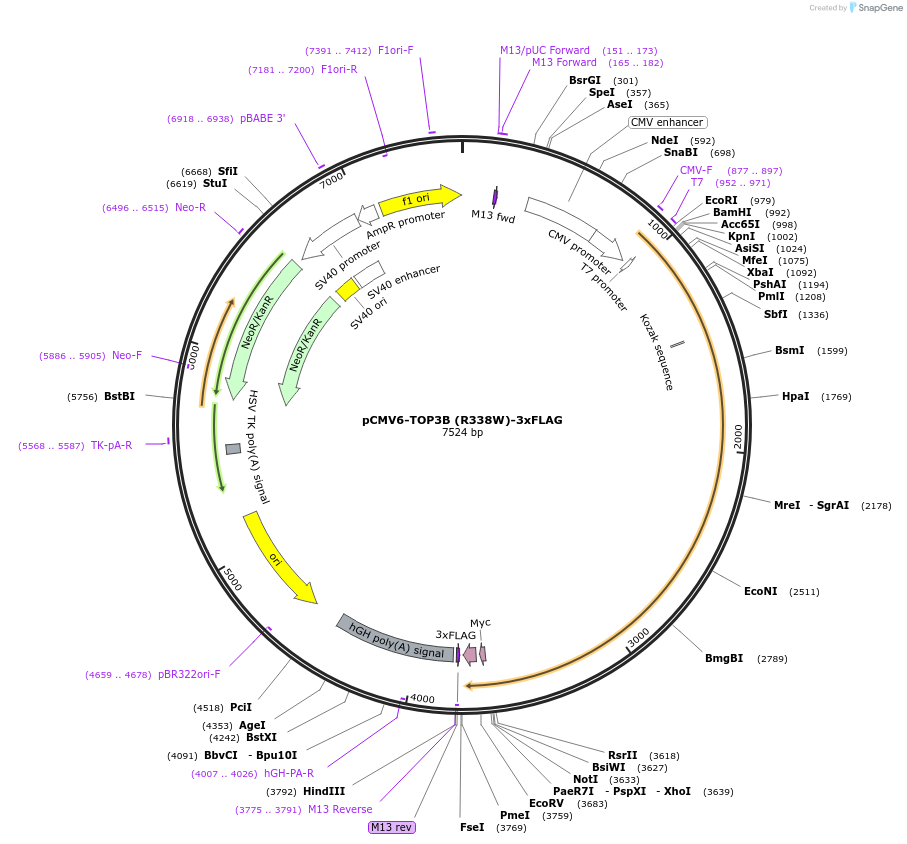 249683-plasmid-map-sequence-id-496399