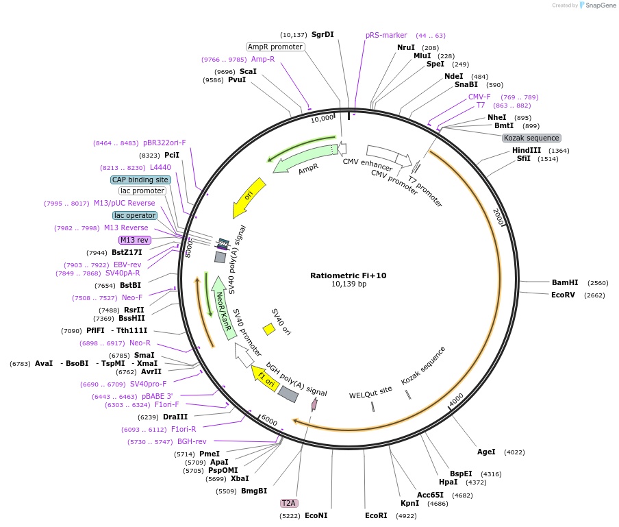 249703-plasmid-map-sequence-id-496410