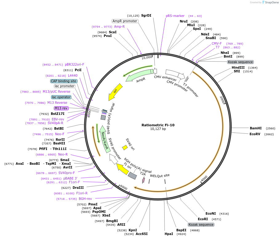 249702-plasmid-map-sequence-id-496411