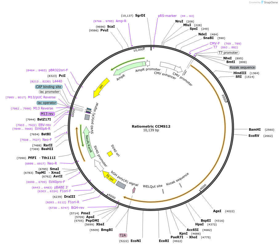 249704-plasmid-map-sequence-id-496412