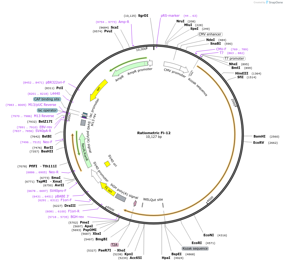 249705-plasmid-map-sequence-id-496413