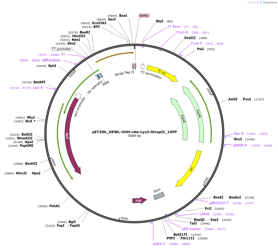 248575-plasmid-map-sequence-id-496415