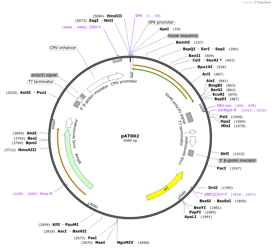 248842-plasmid-map-sequence-id-496423