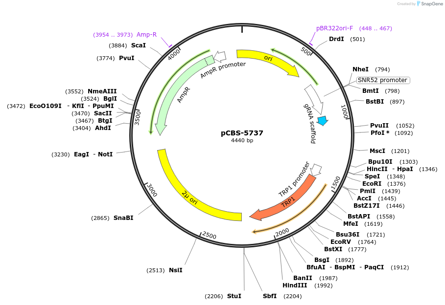 249326-plasmid-map-sequence-id-496424