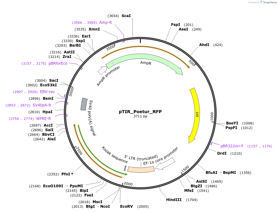 248202-plasmid-map-sequence-id-496425