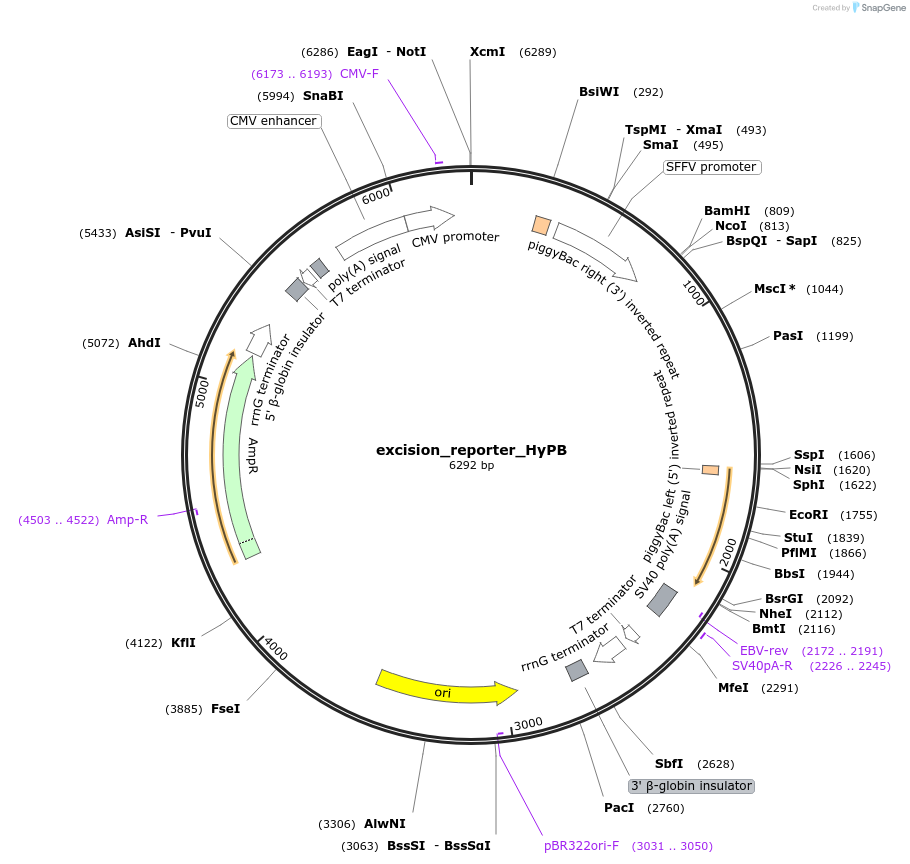 248200-plasmid-map-sequence-id-496426