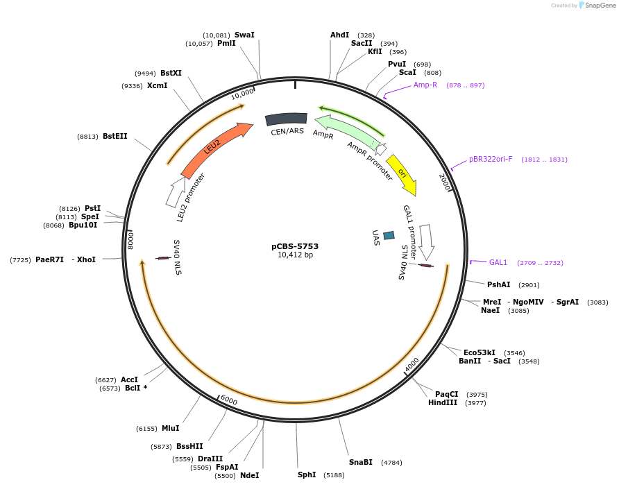 249325-plasmid-map-sequence-id-496427
