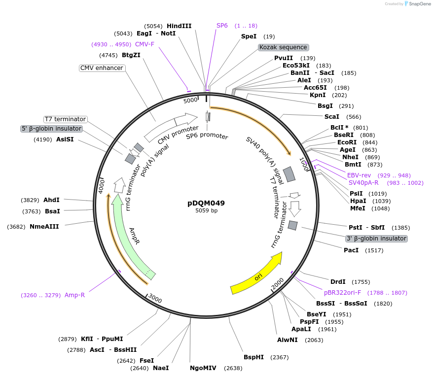 247635-plasmid-map-sequence-id-496428