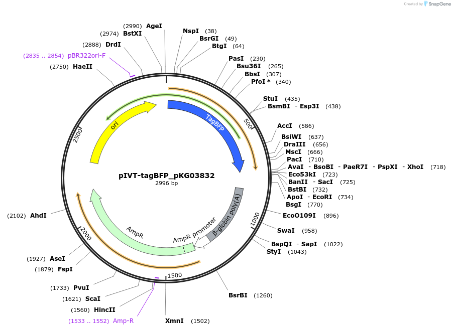 246370-plasmid-map-sequence-id-496432