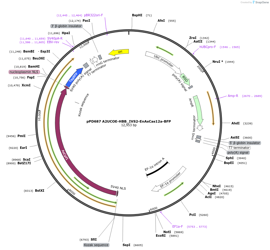 249160-plasmid-map-sequence-id-496435