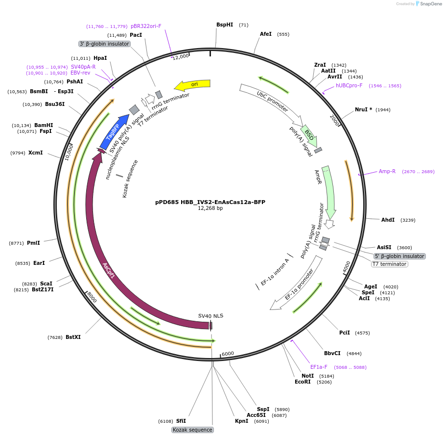 249158-plasmid-map-sequence-id-496436
