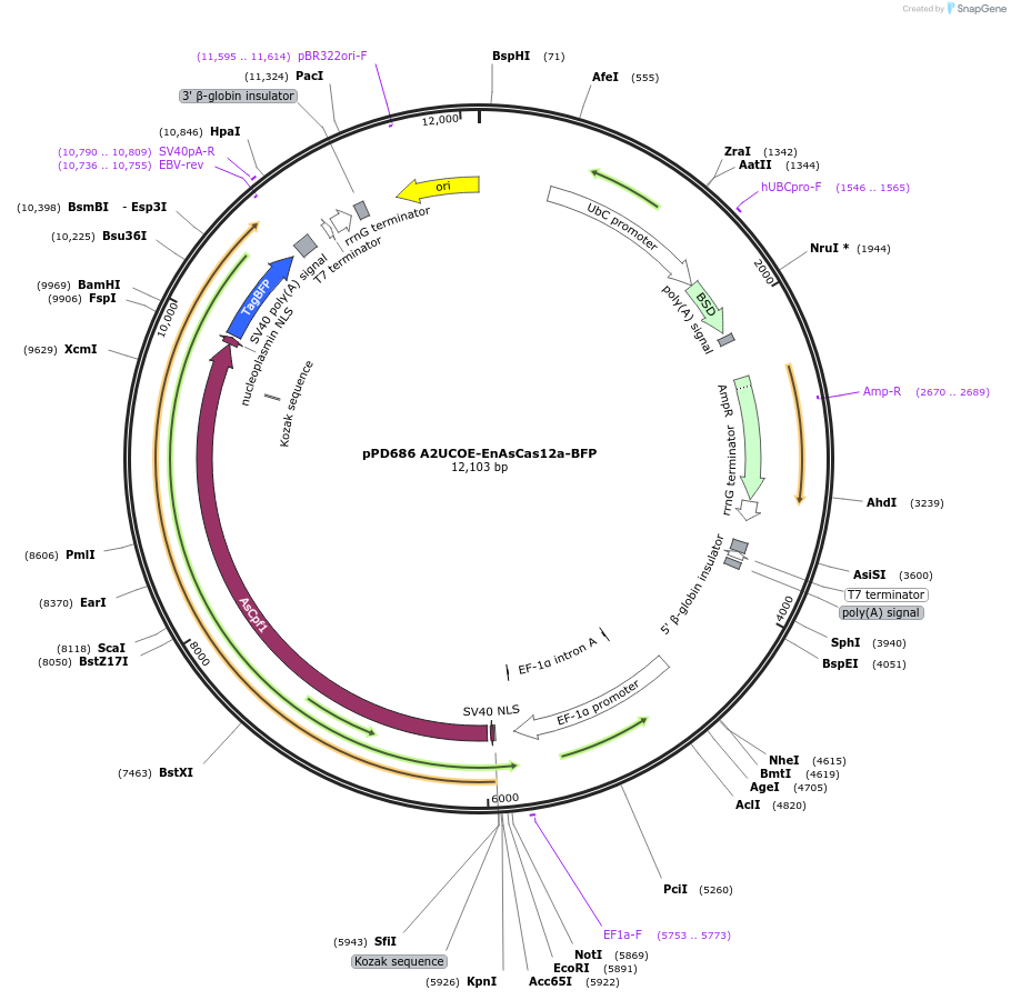 249159-plasmid-map-sequence-id-496440
