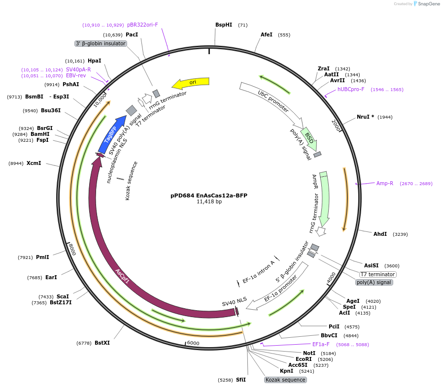 249157-plasmid-map-sequence-id-496441