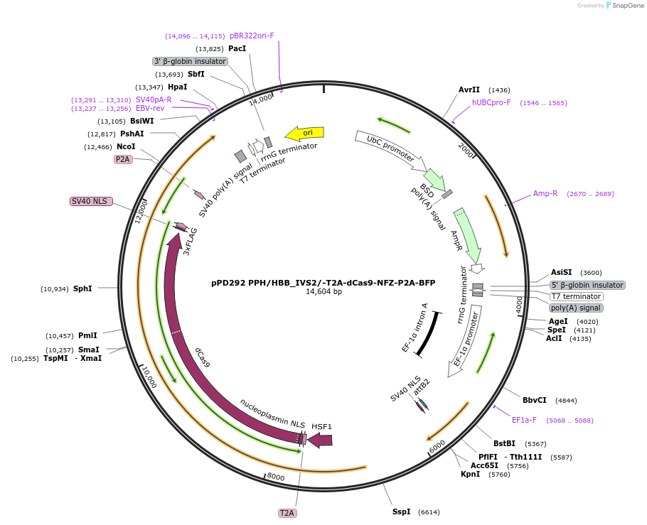 249156-plasmid-map-sequence-id-496442