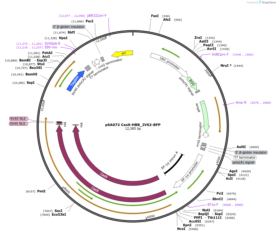 249133-plasmid-map-sequence-id-496443
