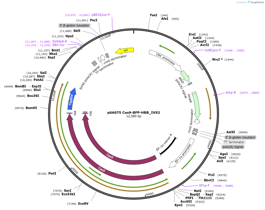 249136-plasmid-map-sequence-id-496444