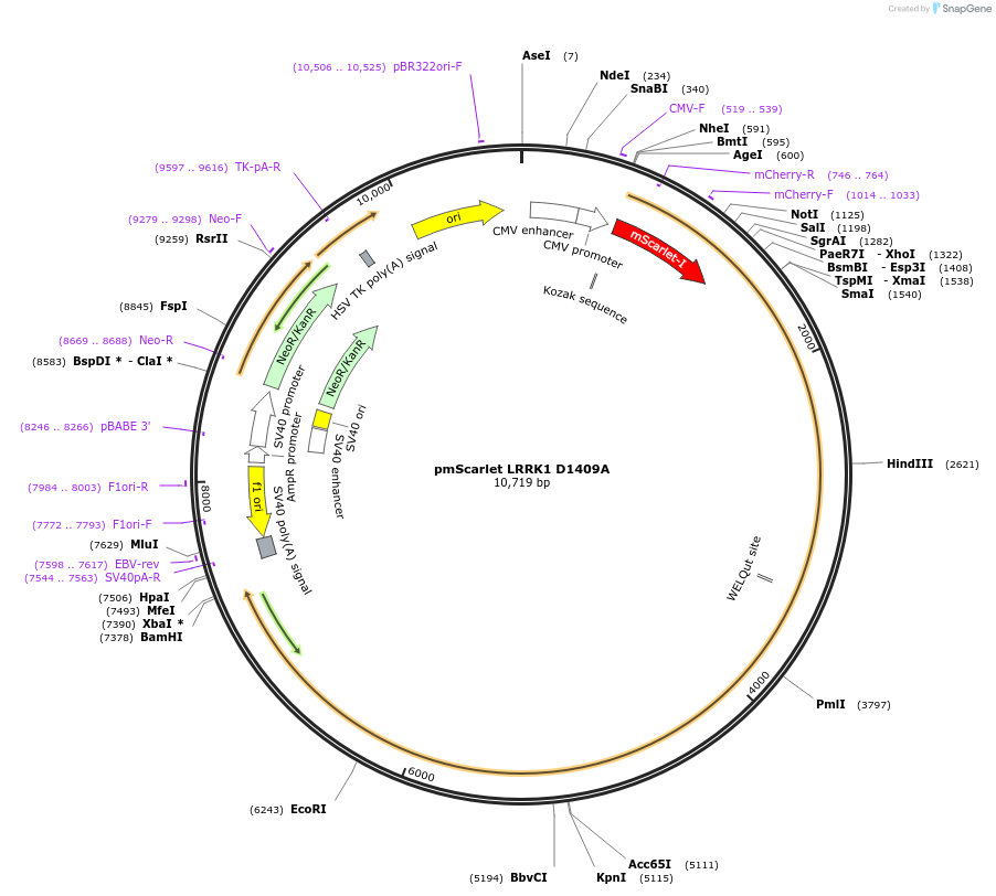241257-plasmid-map-sequence-id-496446